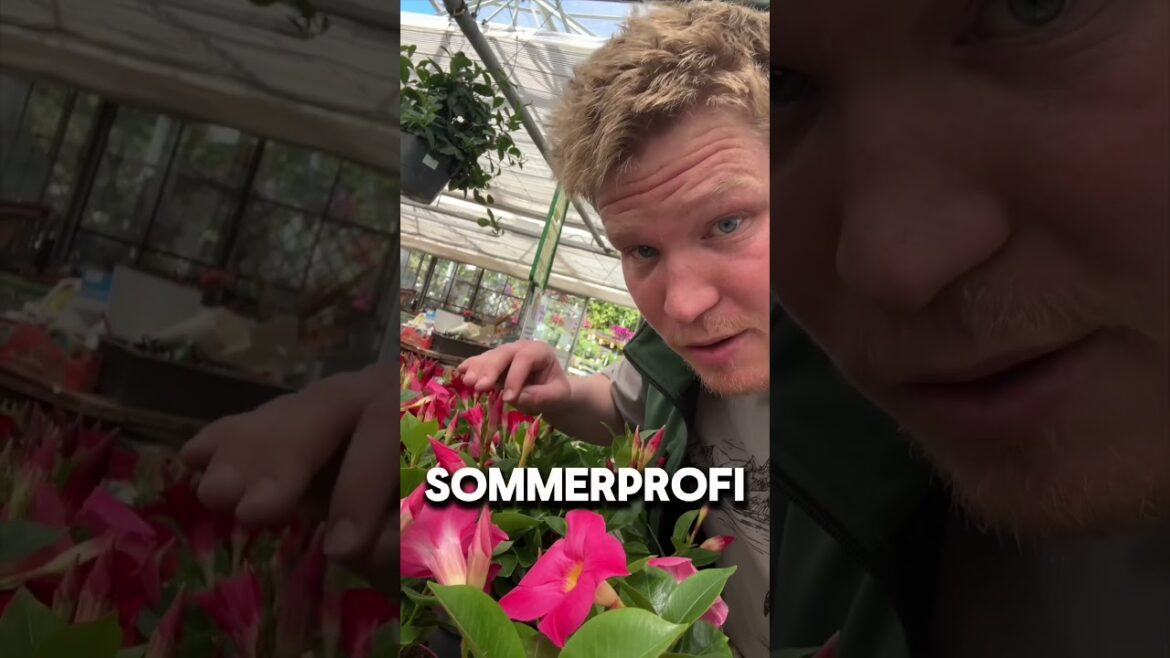 5 Pflanzen für trockene und heiße Standorte! #balkon #garten #gärtner