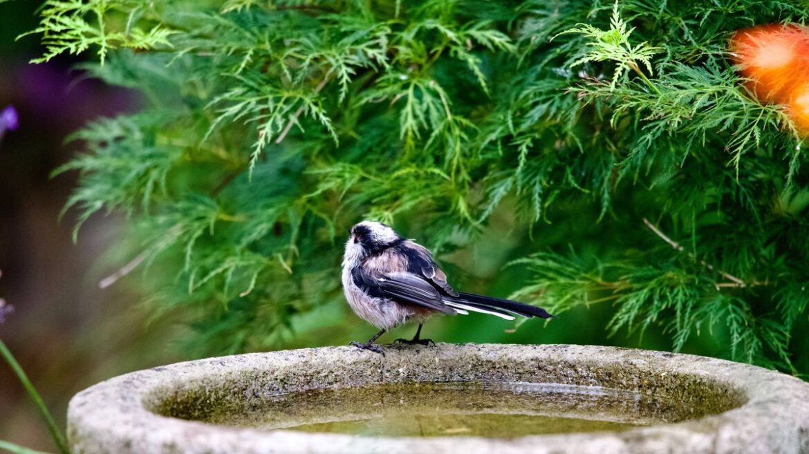 Households urged to put 1 simple object in their birdbath before summer starts Daily Mirror