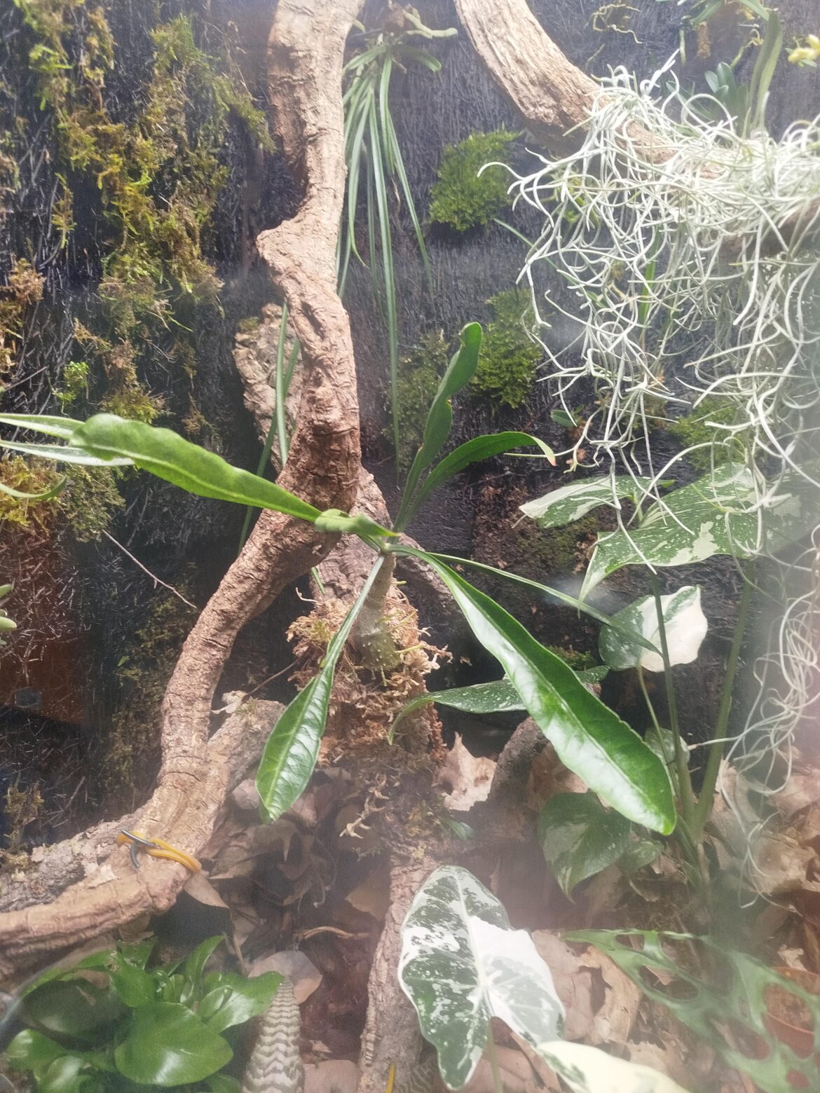 Pflegetipps ? Myrmephytum longissimum