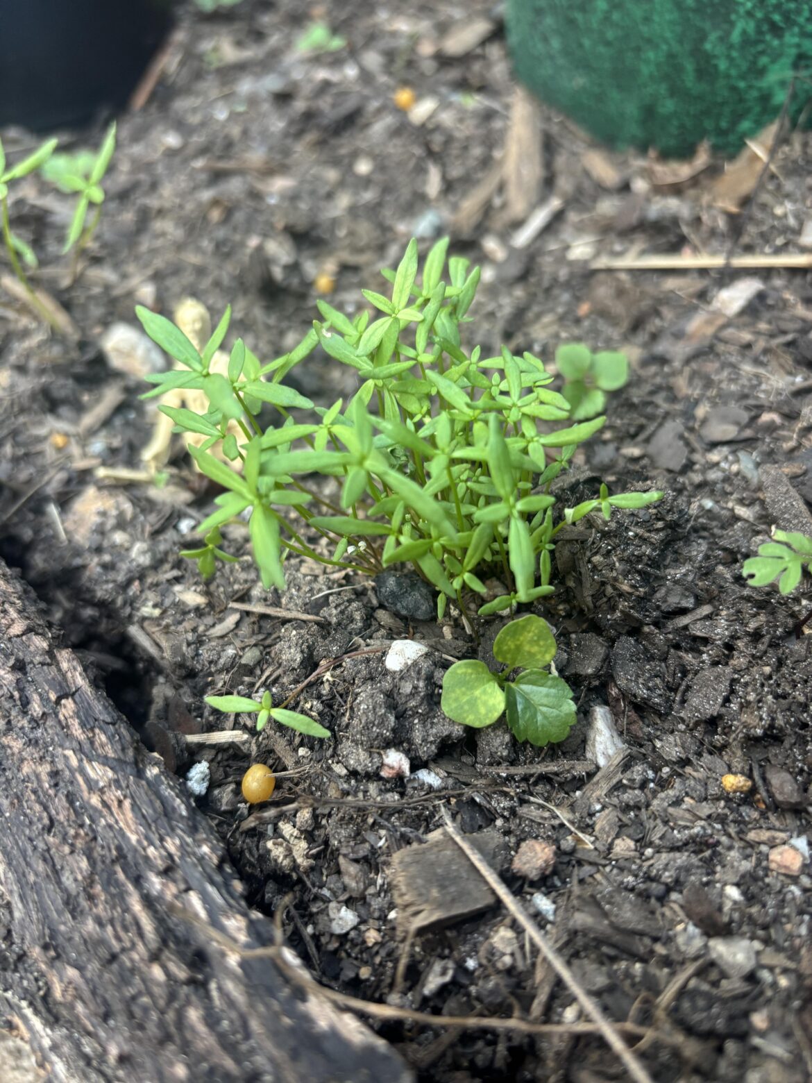 Anyone able to ID this for me?