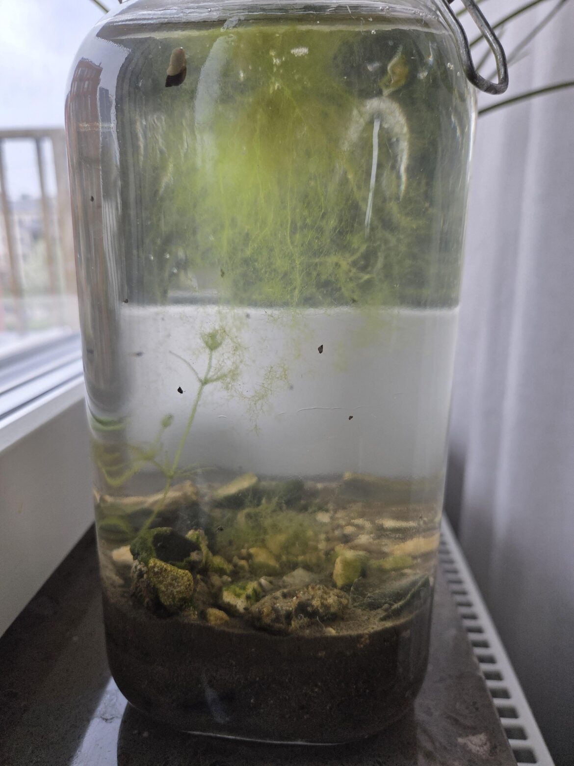 My kids first attempt, 1 week old