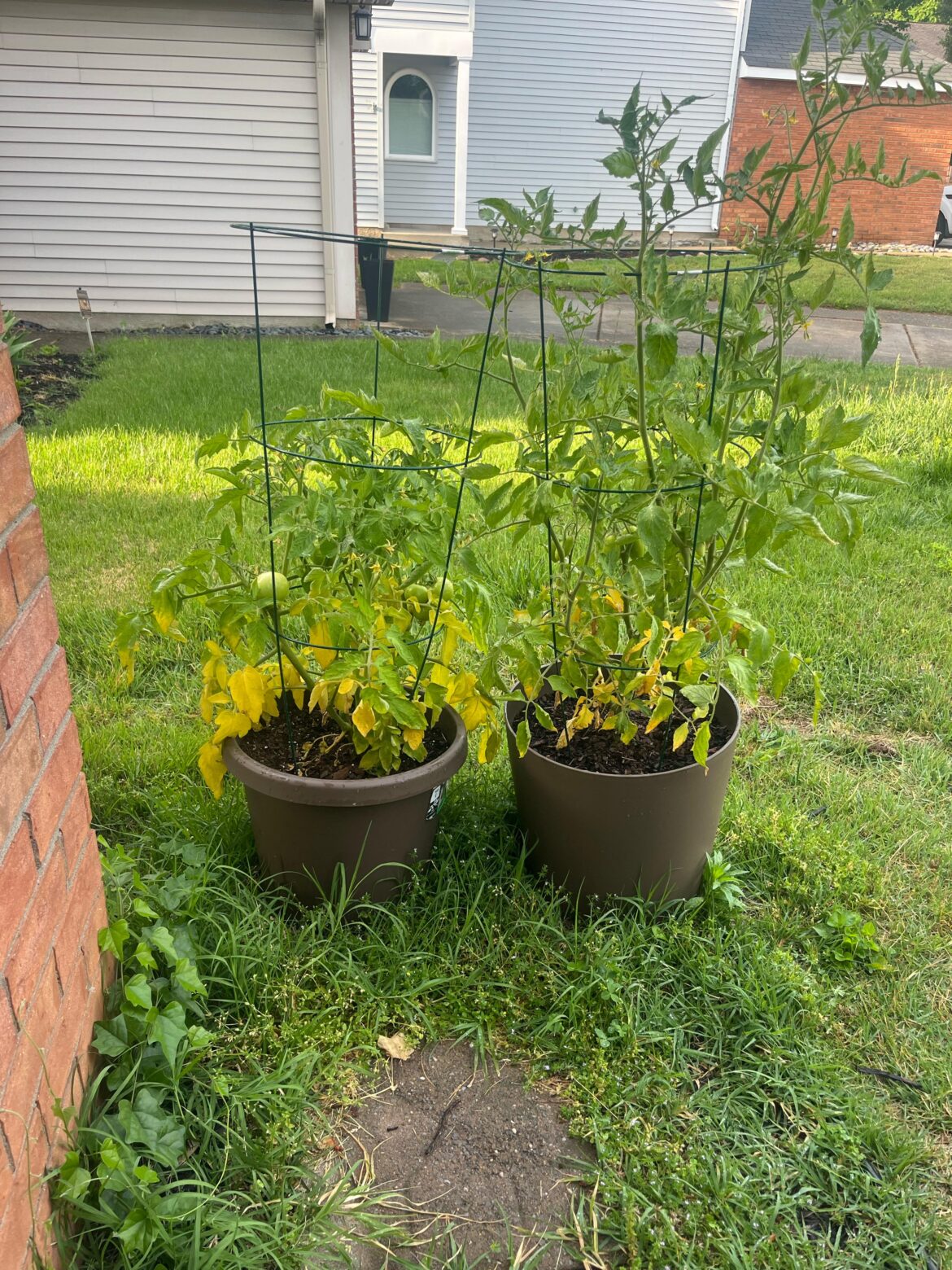 Plants yellowing from the bottom Plants yellowing from the bottom