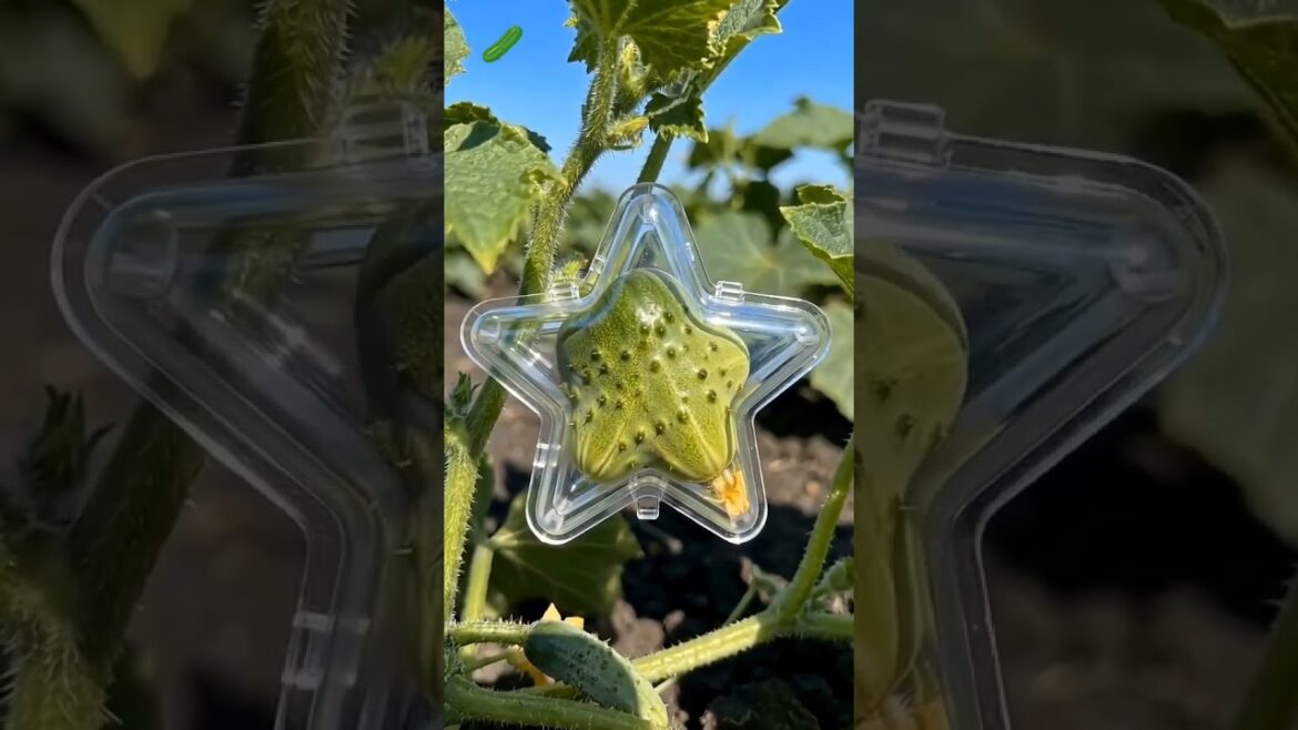 Growing a Star-Shaped Cucumber 🌟🥒 | Satisfying Garden Transformation Growing a Star-Shaped Cucumber 🌟🥒 | Satisfying Garden Transformation