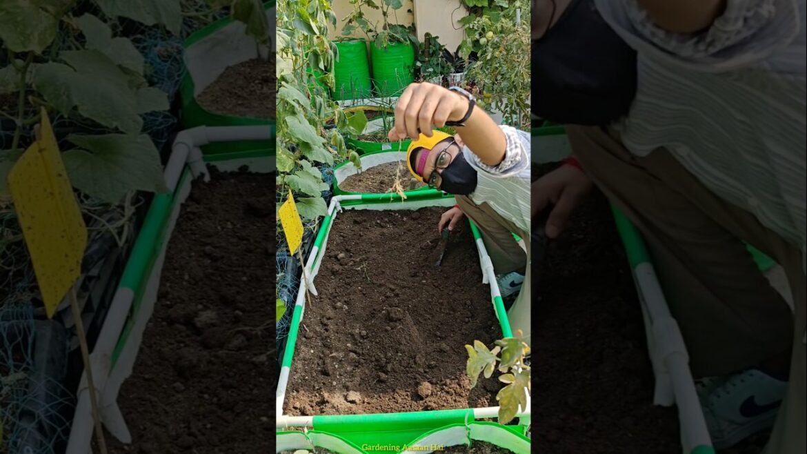 How to control nematodes organically | Nematodes problem in soil