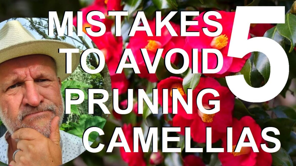 Five Mistakes to Avoid Cutting, Trimming and Pruning Camellias Five Mistakes to Avoid Cutting, Trimming and Pruning Camellias