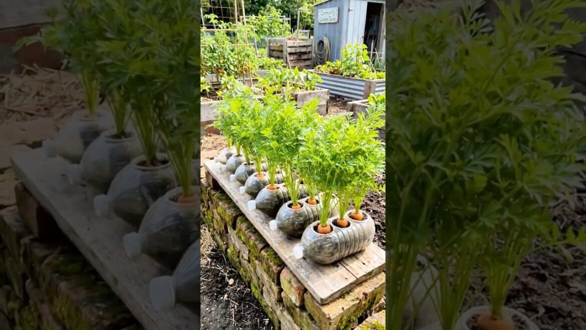 Small Space Garden Ideas with Plastic Bottles | DIY Vertical Garden at Home 🌿 Small Space Garden Ideas with Plastic Bottles | DIY Vertical Garden at Home 🌿