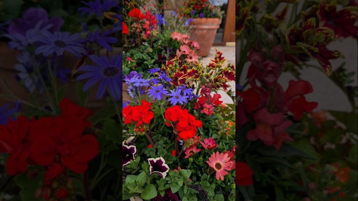 Summer pot display time! container gardening let's do this! #SummerPots