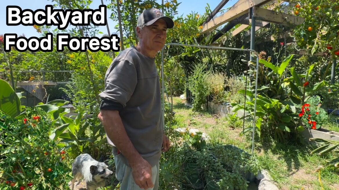 Amazing Wild Tomato Garden Food Forest Permaculture Growing Apples Passion Fruit  Vegetables Bananas