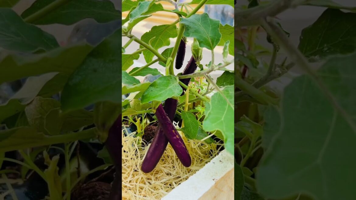 నర్సరీ మేళా లో కొన్న మొక్క ❤️#ytshorts #ytviral #ytshortsindia#terracegarden #ytstudio #eggplant