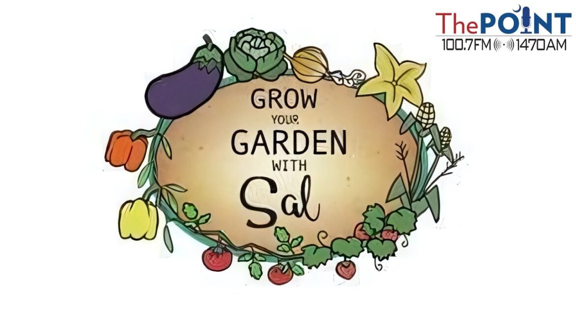 Planting Season in South Carolina,  Beginner Gardener Tips, Kev Puts Sal on the Spot- Gardening FUN