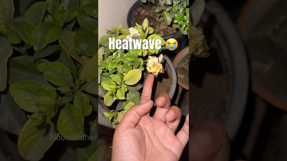 Heatwave Is Killing Plants ππΏ Do This! #gardening #youtubeshorts Heatwave Is Killing Plants ππΏ Do This! #gardening #youtubeshorts