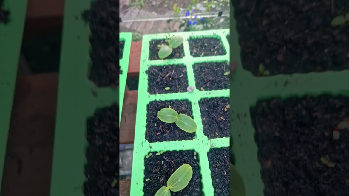 growing #garden #ihavethisthingwithplants #vegetablegardening