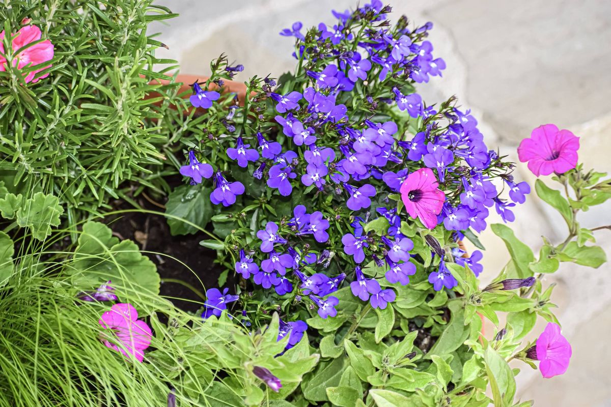 Vibrant potted garden with purple lobelia and pink petunias blooming beautifully