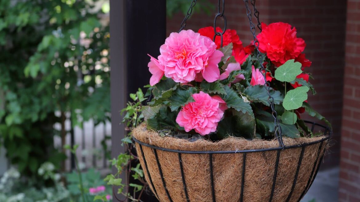 How to water hanging baskets correctly in summer for long-lasting blooms Liverpool Echo