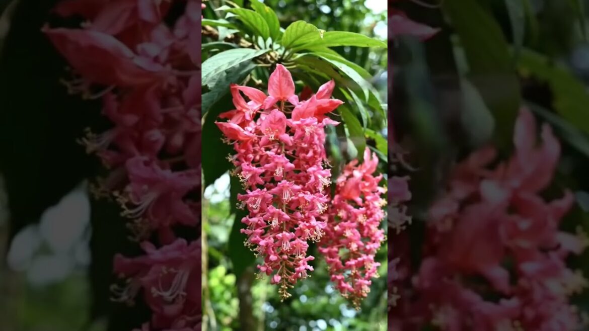 Trending Plants flowering beauty #sousafamilygarden @sousafamilygarden