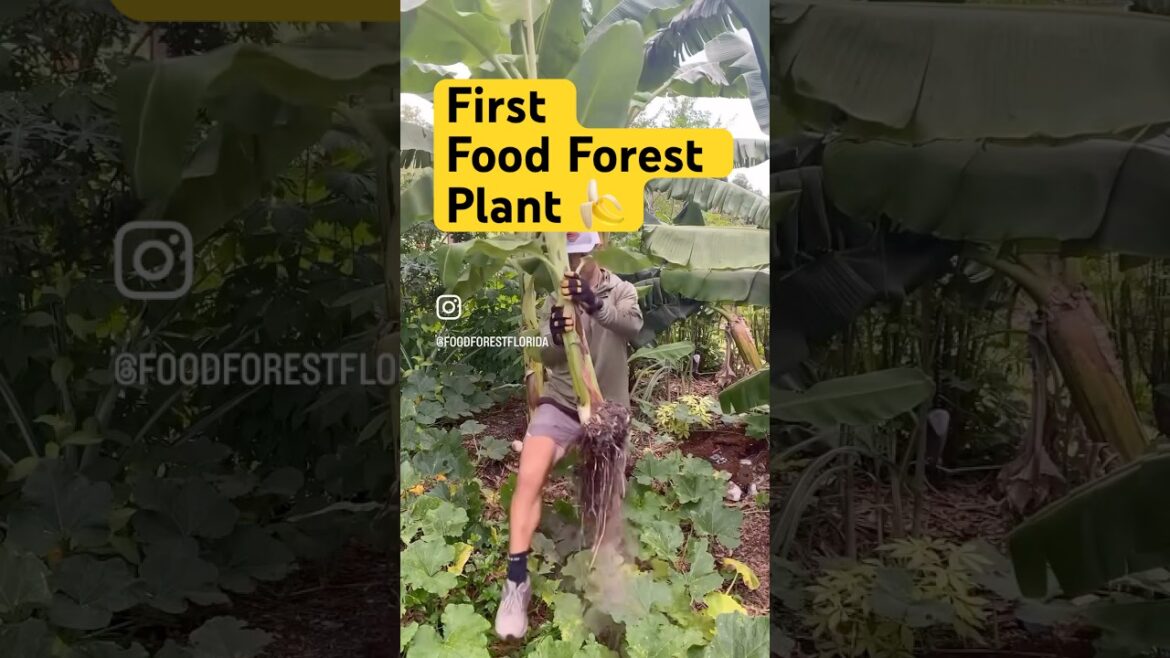 First Plant in a Food Forest ๐ First Plant in a Food Forest ๐