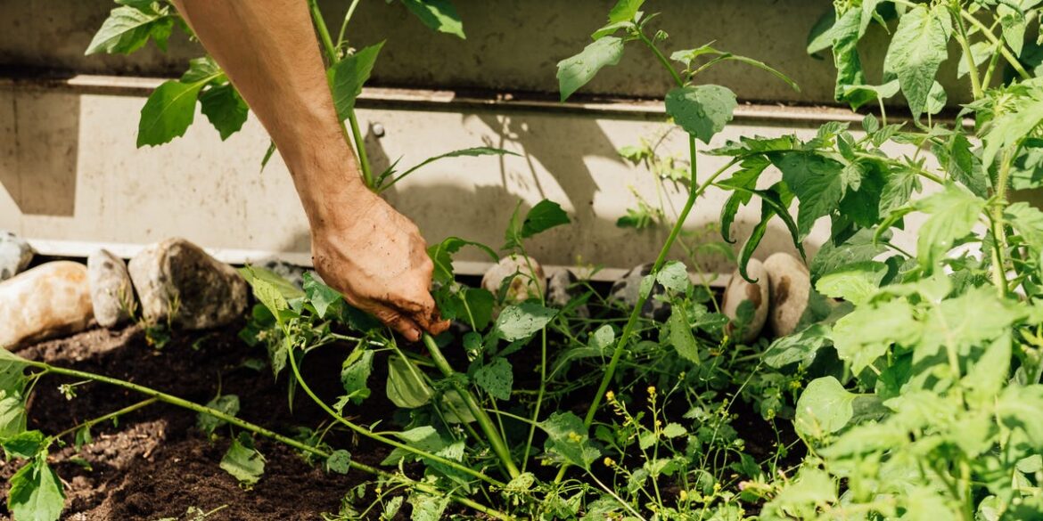 How to Make a DIY Weed Killer With Pantry Ingredients How to Make a DIY Weed Killer With Pantry Ingredients