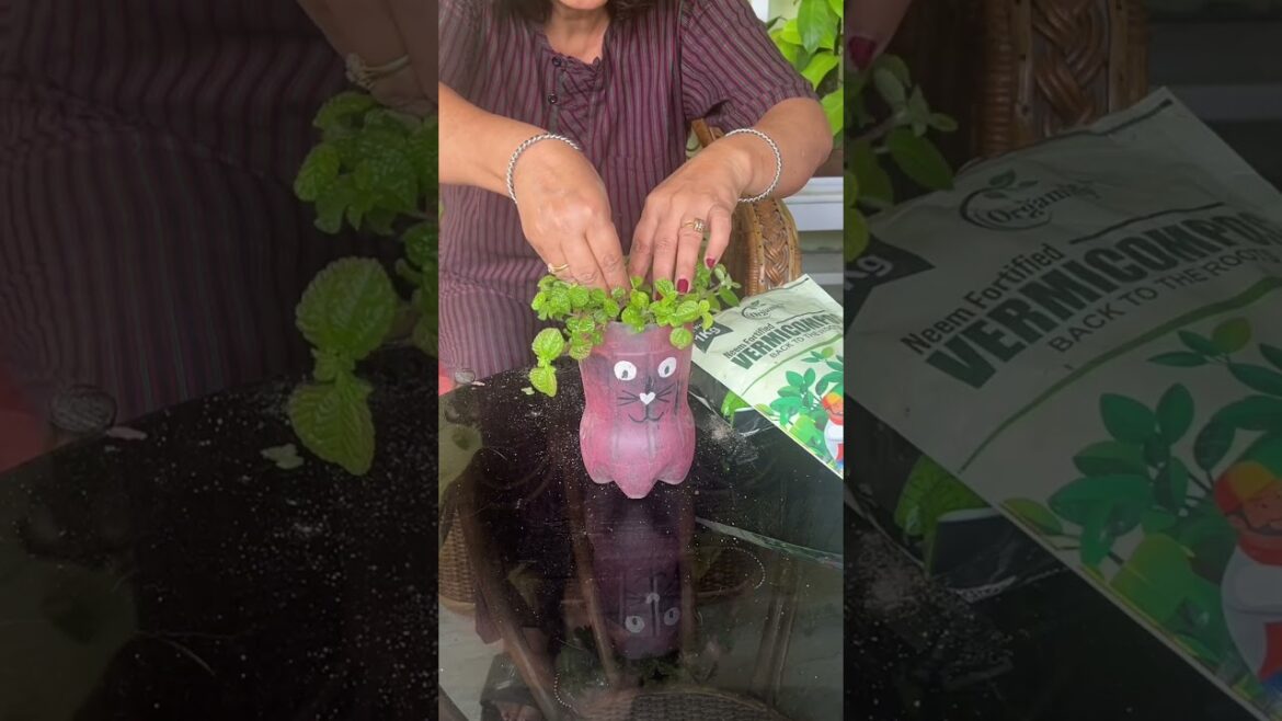Plant food for lush green foliage /container gardening/ gardening tips Plant food for lush green foliage /container gardening/ gardening tips