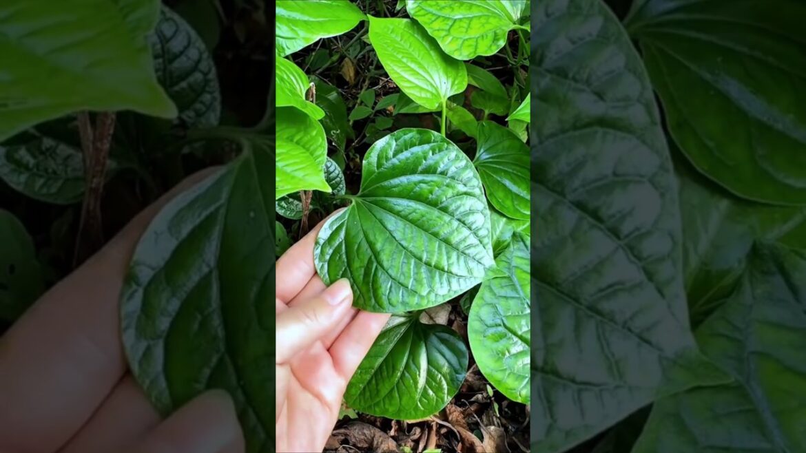 This Heart-Shaped Leaf Is a Powerful Edible Herb! #shorts #plants #farming This Heart-Shaped Leaf Is a Powerful Edible Herb! #shorts #plants #farming