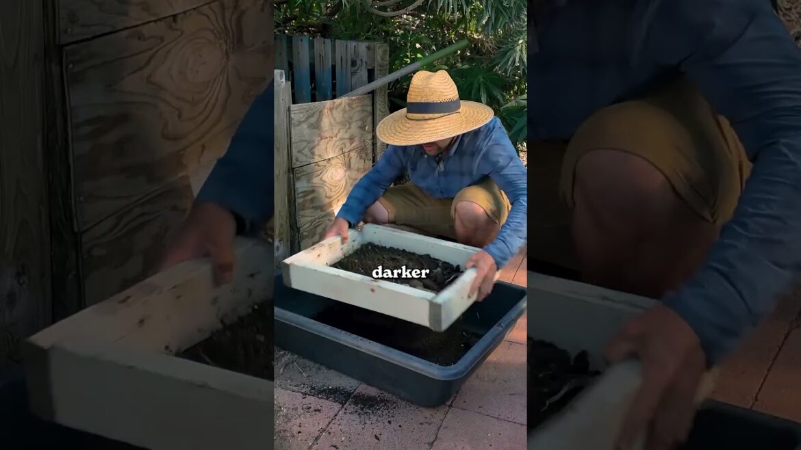 Here's how @jacquesinthegarden make his peppers grow faster...