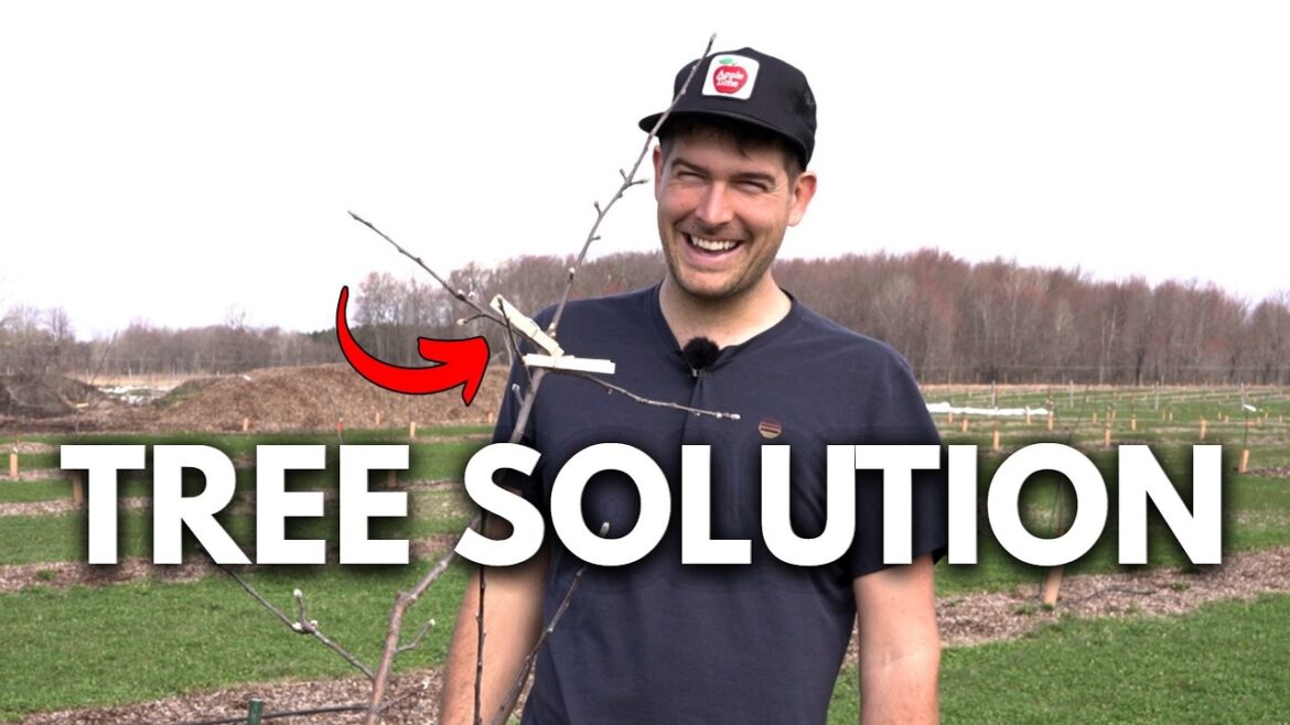 MIgardener: Train Your Fruit Trees For Healthy Shape & HUGE Yields with only a Clothes Pin! Train Your Fruit Trees For Healthy Shape & HUGE Yields with only a Clothes Pin!