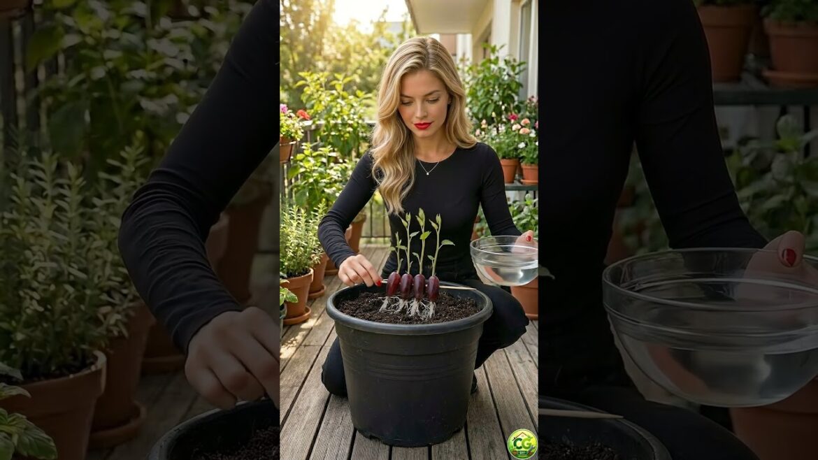 Home Garden Ideas | Easy Trick to Grow Finger Grapes at Home 🍇 #diy Home Garden Ideas | Easy Trick to Grow Finger Grapes at Home 🍇 #diy