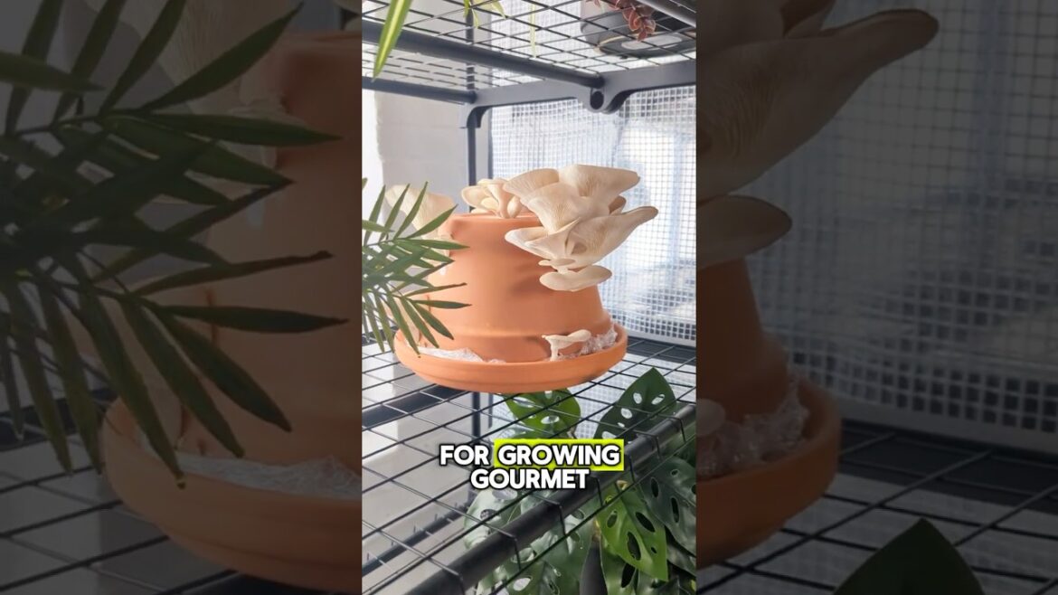 Growing mushrooms in terra cotta plant pots