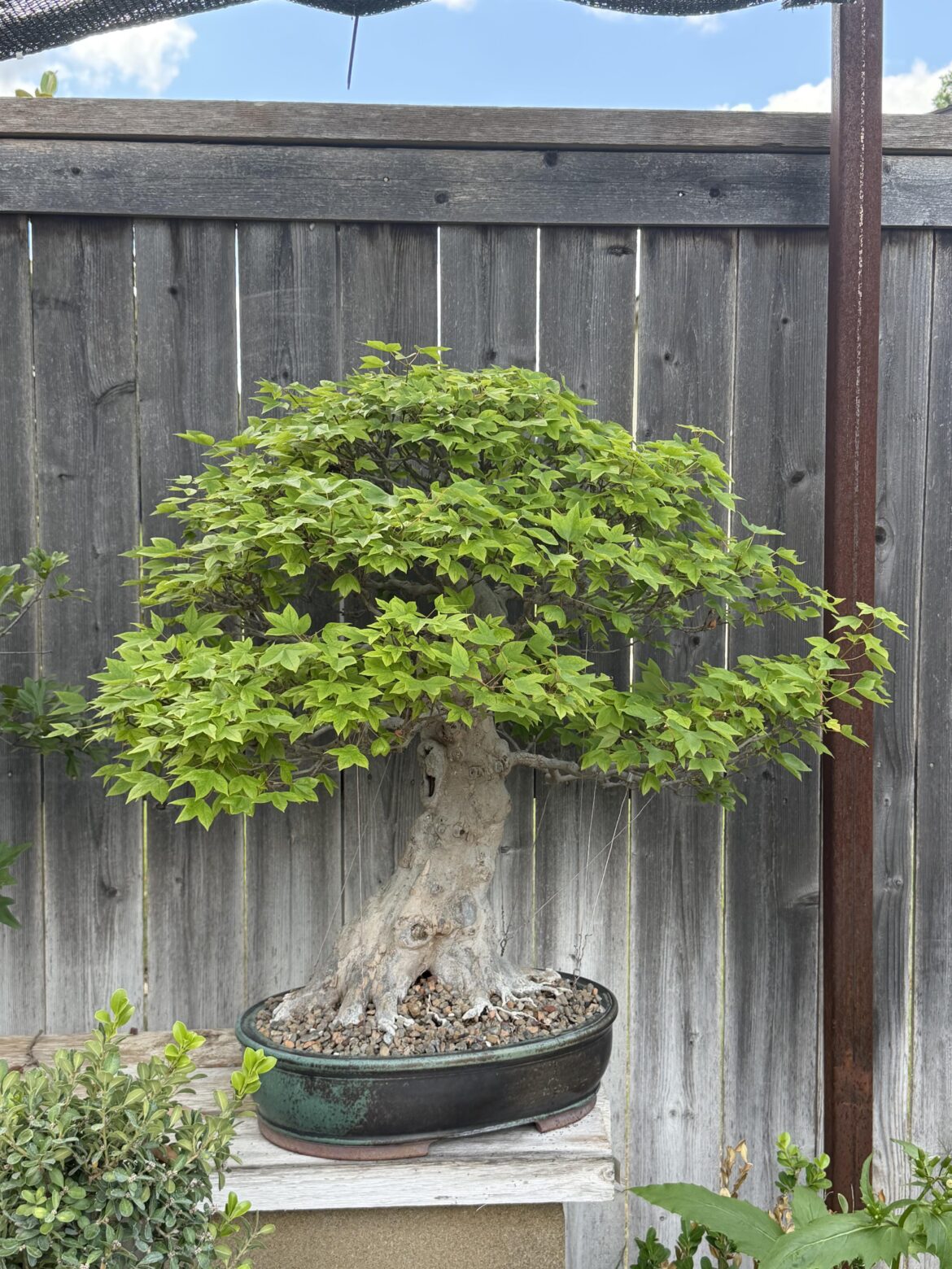 New Maple