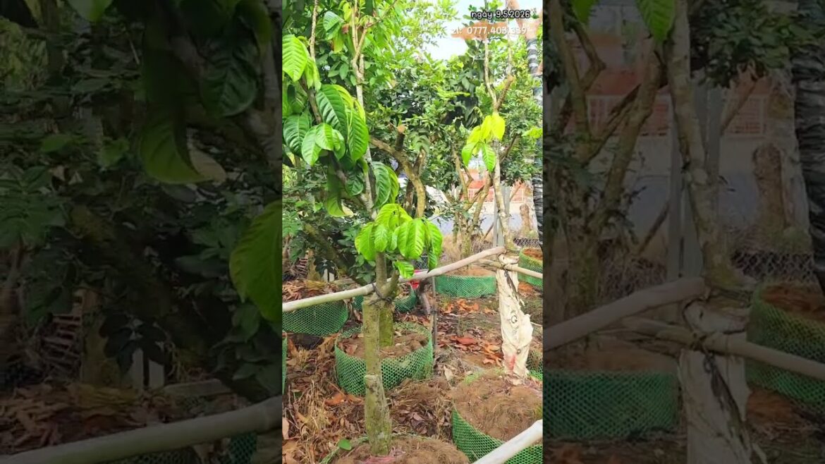 Bòn bon thái cây rin cây lớn đang sẵn trái #bonsai #caytrongnha #xuhướng@cayanquamiennam