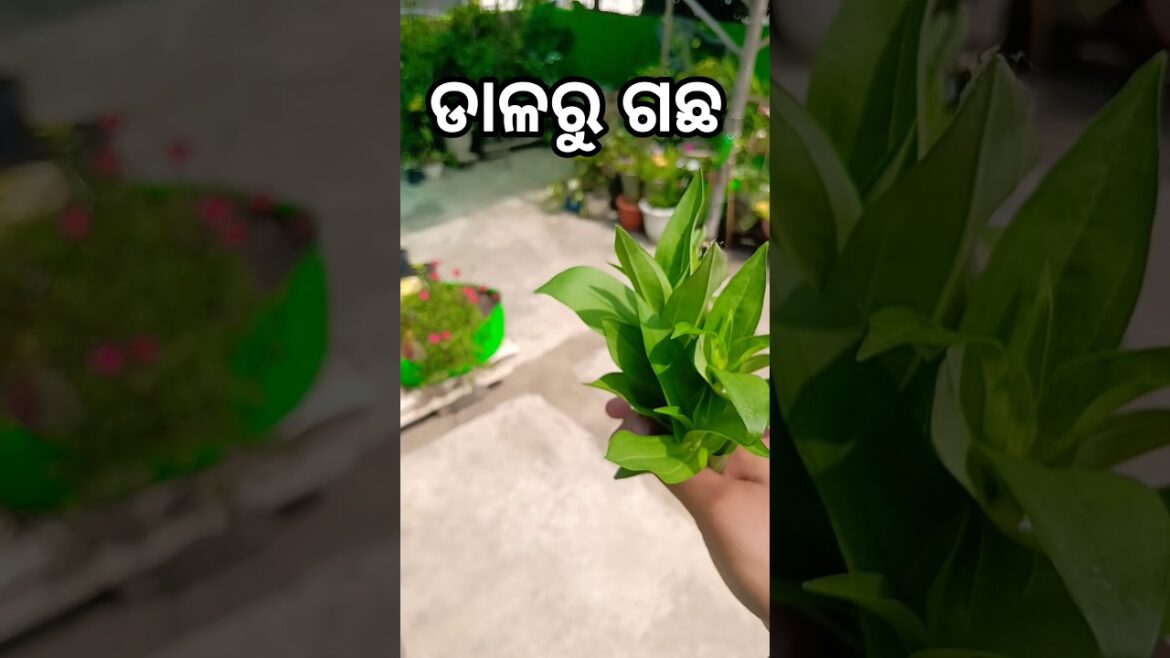 ଡାଳରୁ ଗଛ? 😱 #𒆜foryou @namitaskitchengarden9693 ଡାଳରୁ ଗଛ? 😱 #𒆜foryou @namitaskitchengarden9693