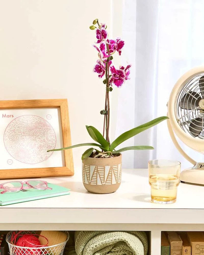 head on shot of a single pink speckled orchid in a beige and white pot on a white counter with a blanket basket to the left and a white table fan on the right.