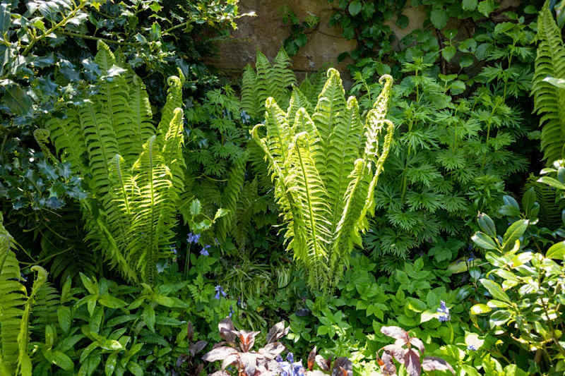 Fern fronds backlit