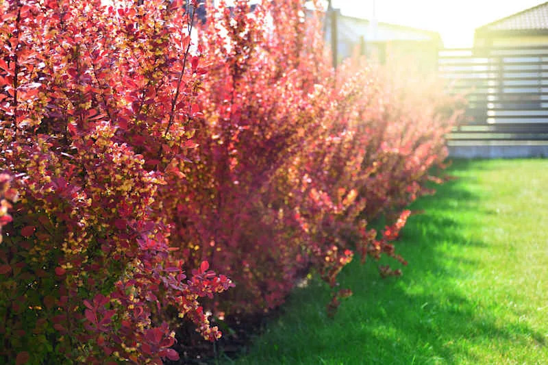 Red barberry bushes in a backyard