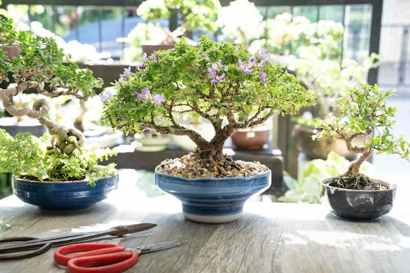 Bonsai ,Antidesma acidum