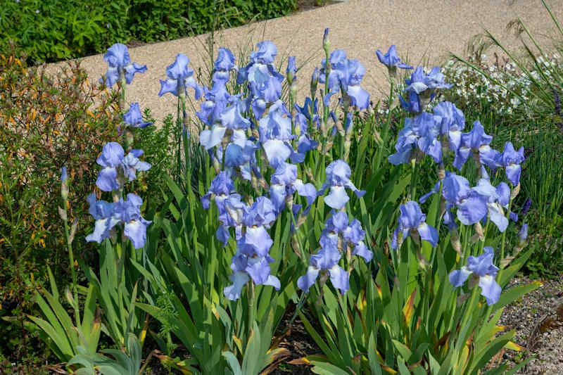 Pale blue Iris 'Jane Philips' flowering in May