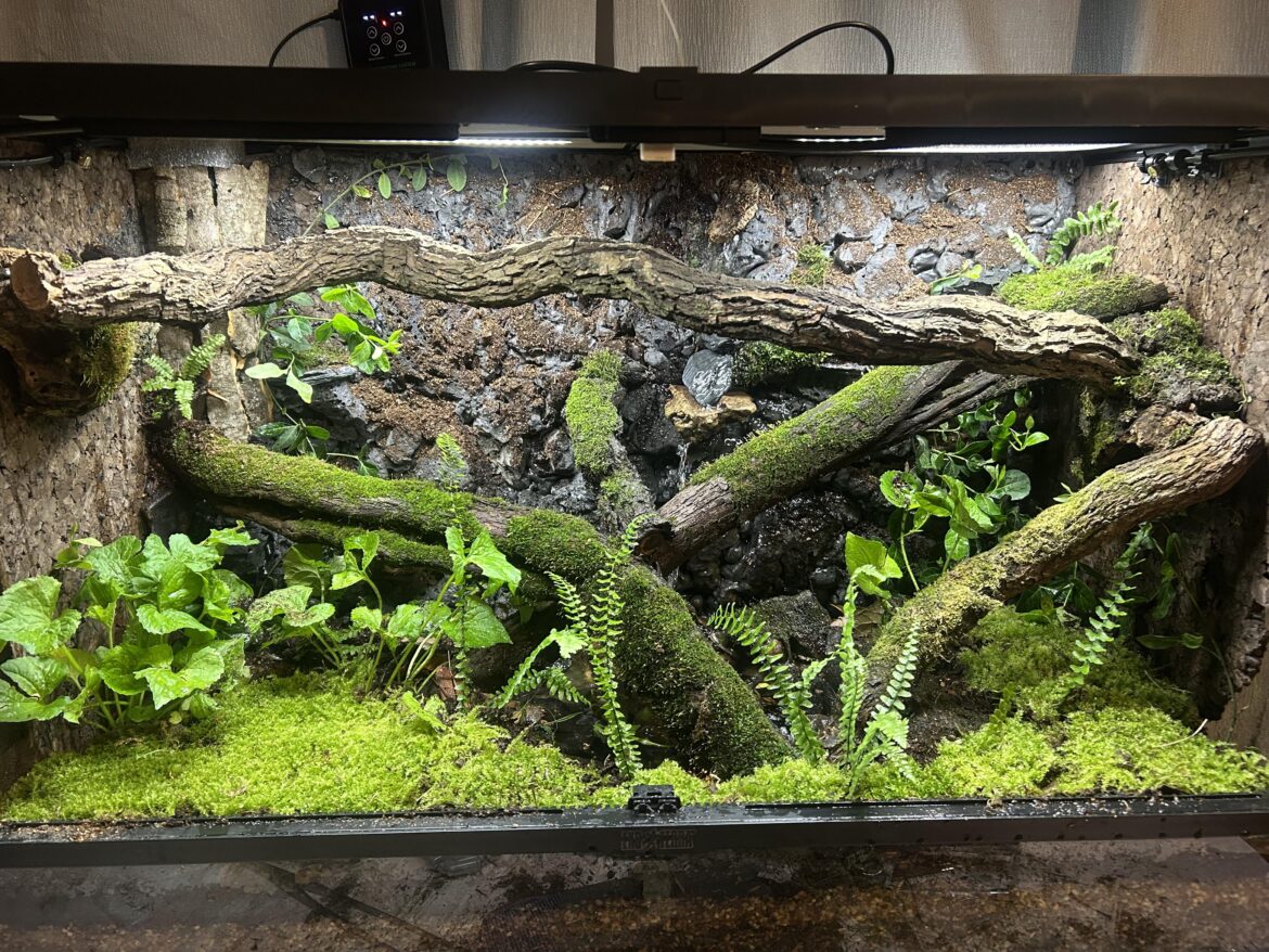 My first bioactive vivarium build. Any constructive feedback would be appreciated!