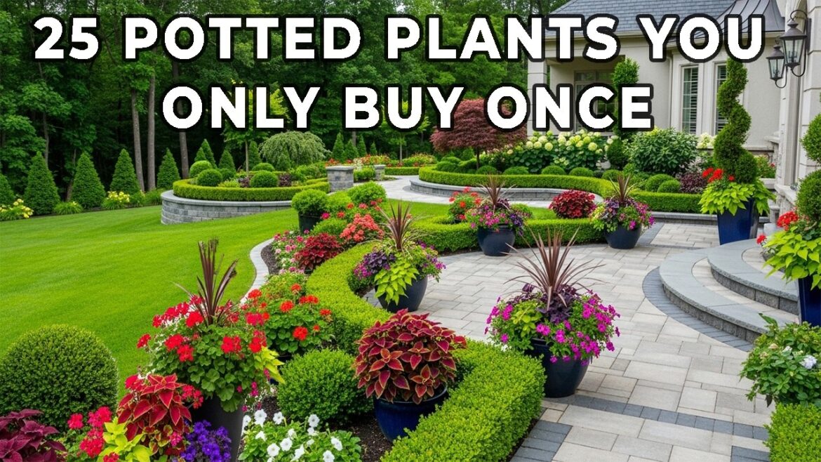 25 Shocking Container Plants That Actually Refuse To Die: Number 1 Will Blow Your Mind! 25 Shocking Container Plants That Actually Refuse To Die: Number 1 Will Blow Your Mind!