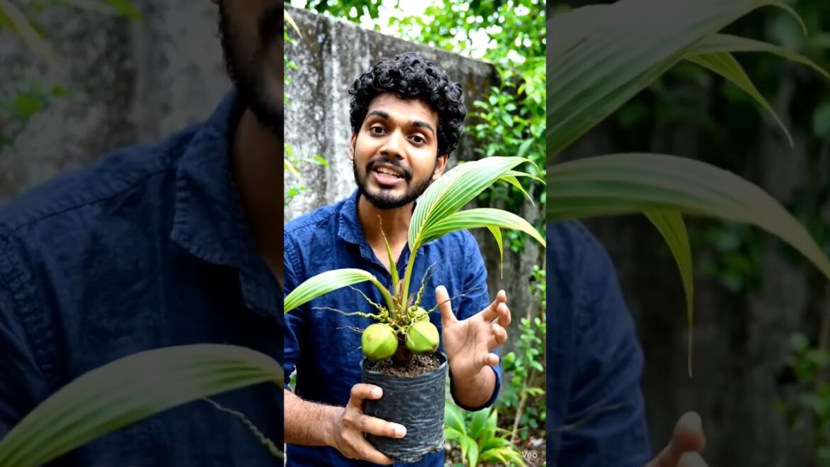 Sabse Chhota  Coconuts 🌴  🥥#farming #gardening #coconut