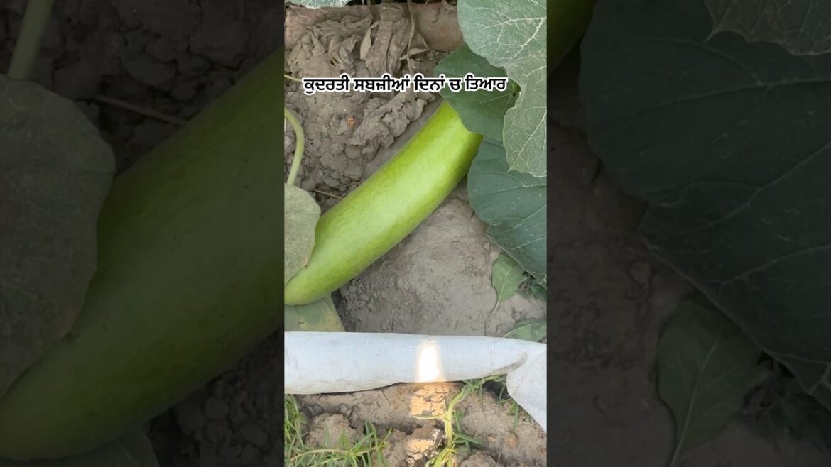 ਕੁਦਰਤੀ ਸਬਜ਼ੀਆਂ ਦਾ ਫ਼ਾਰਮੂਲਾ Organic vegetable Tips 🍅🥒🍆@AmarjitSingh-o2w #vegetables #gardening