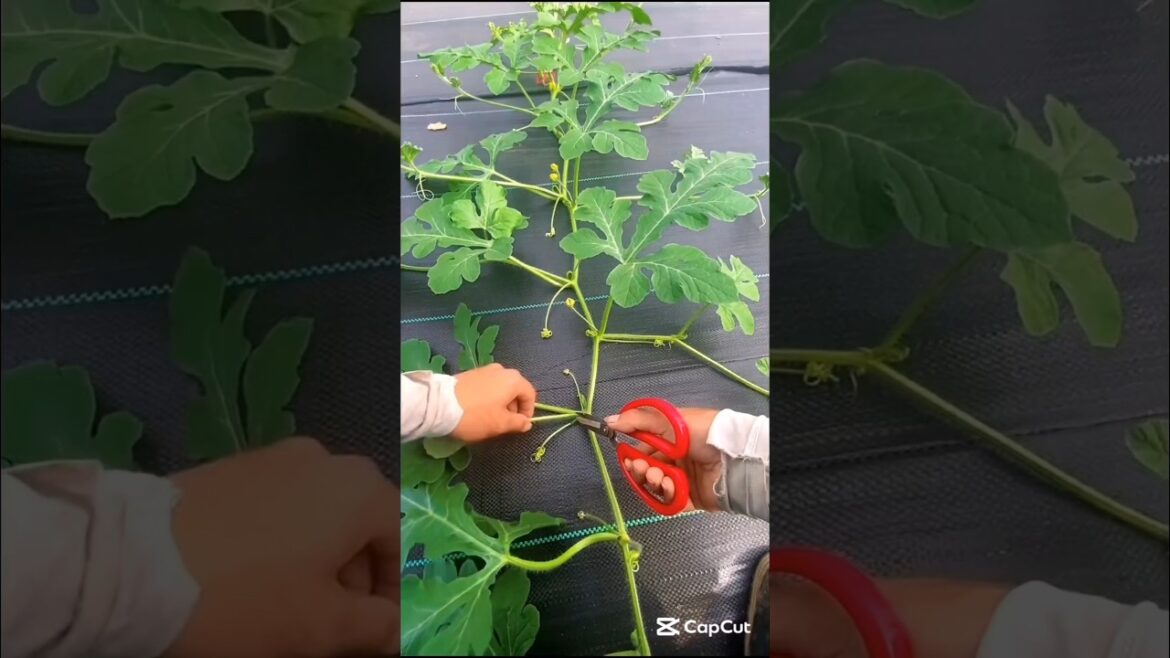 Prune Watermelon Vines for Bigger Sweeter Fruits #farmingtips #gardeningtips