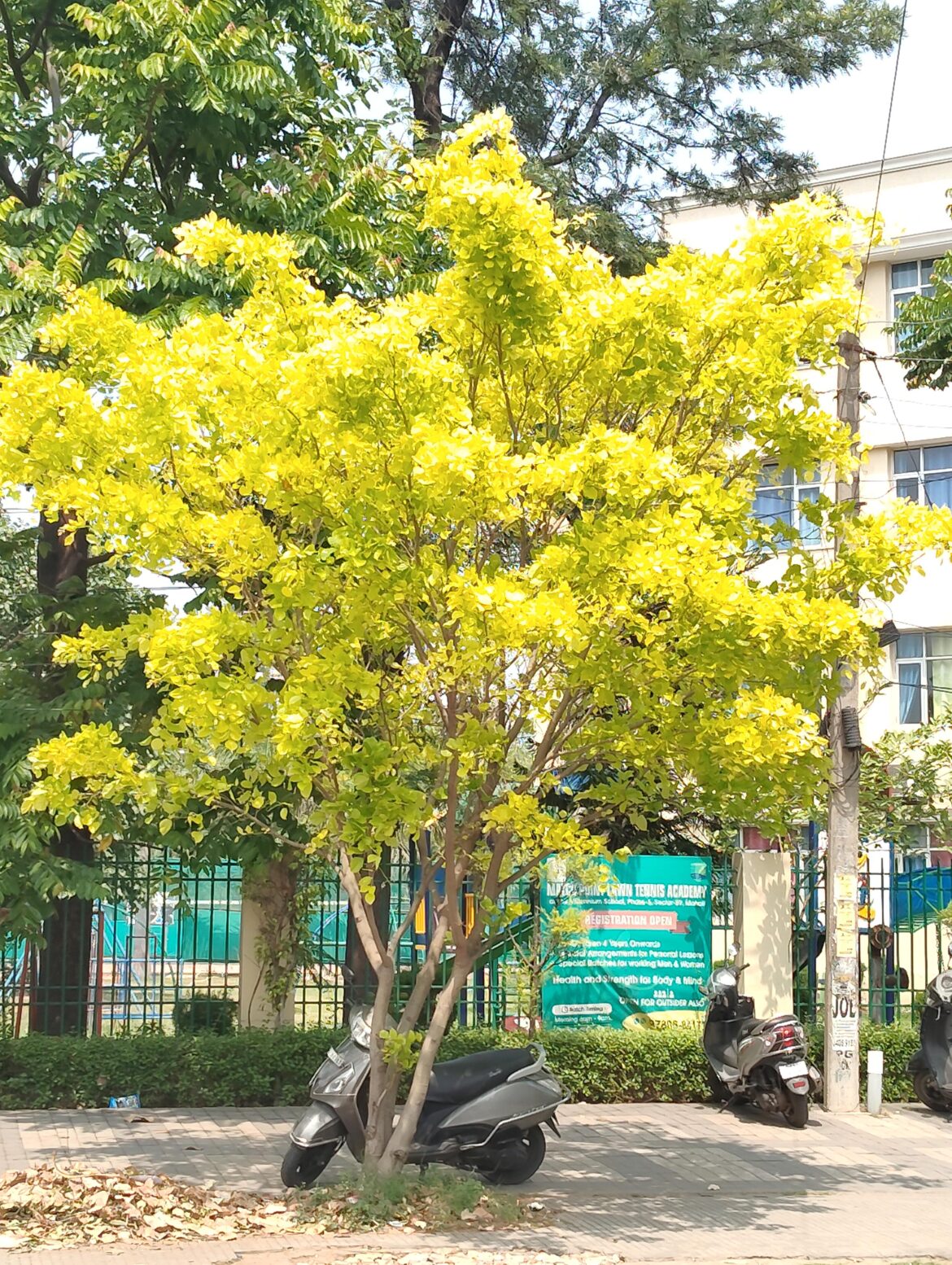 Please identify this tree