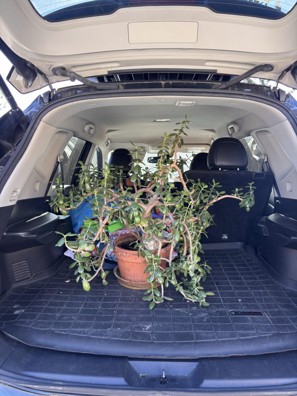 Jade plant I got off of fb marketplace today!!