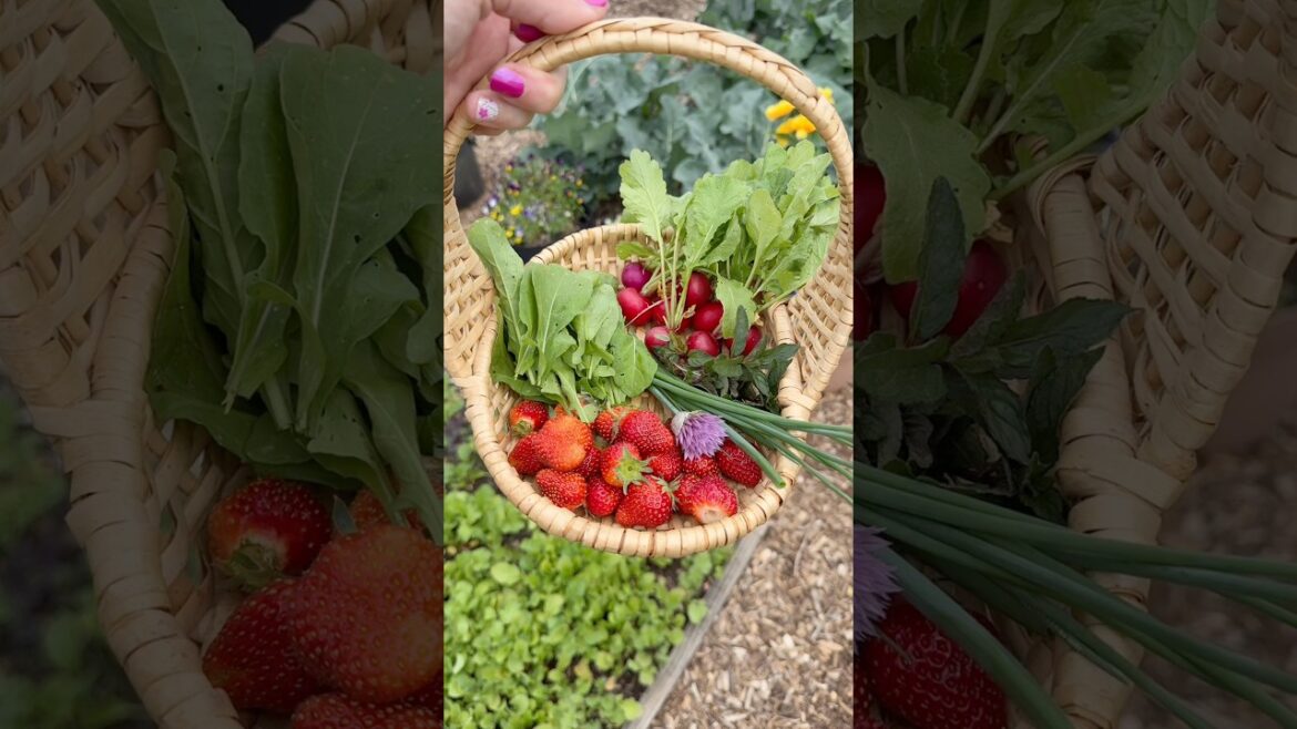Strawberry Harvest #harvest #growyourownfood #strawberry #garden #gardening #gardentips