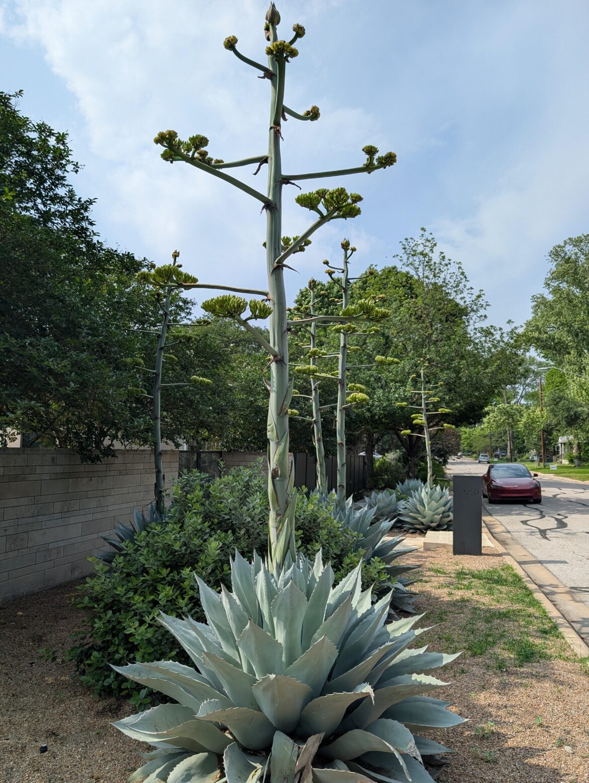 5 out of 7 of my neighbor's century plants decided to flower at the same time