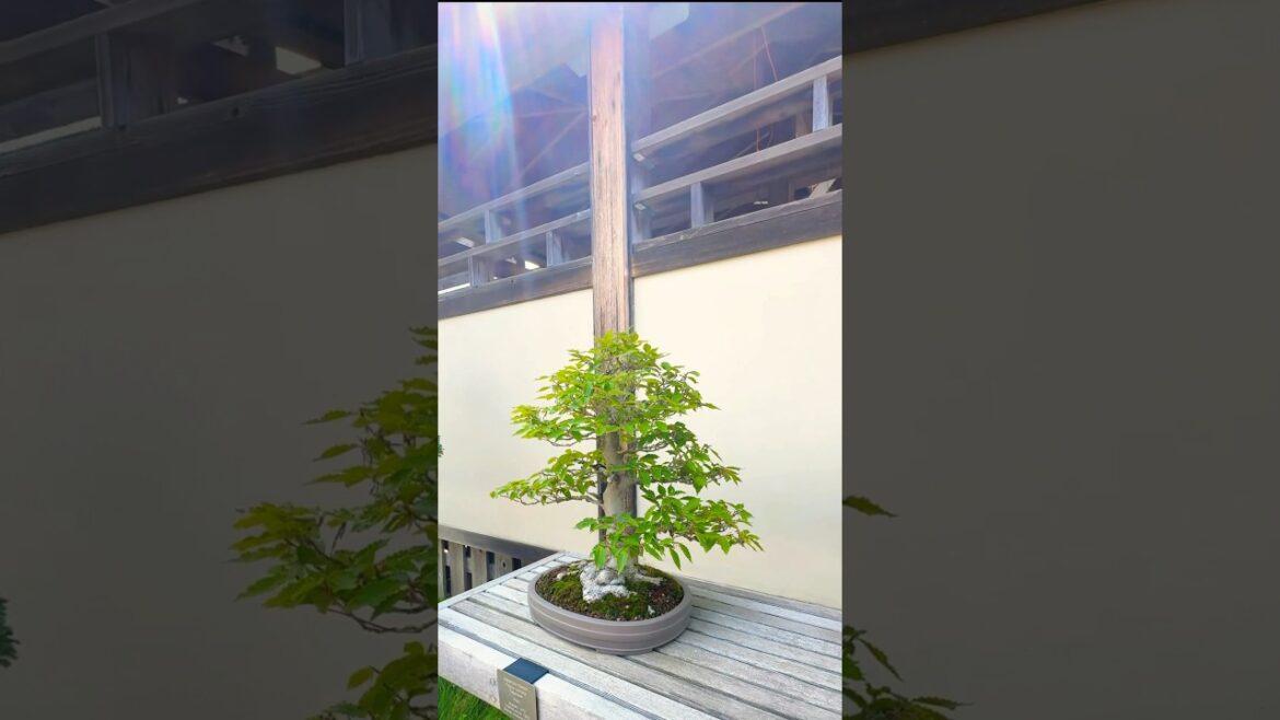 Japanese  Beech trained since 1982 #bonsai #bonsaitree #botanical  #garden #gardening  #trees