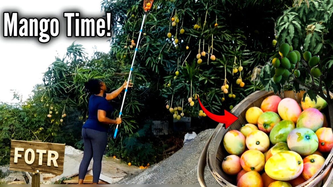 Huge Mango Harvest From My Backyard Container Garden Huge Mango Harvest From My Backyard Container Garden