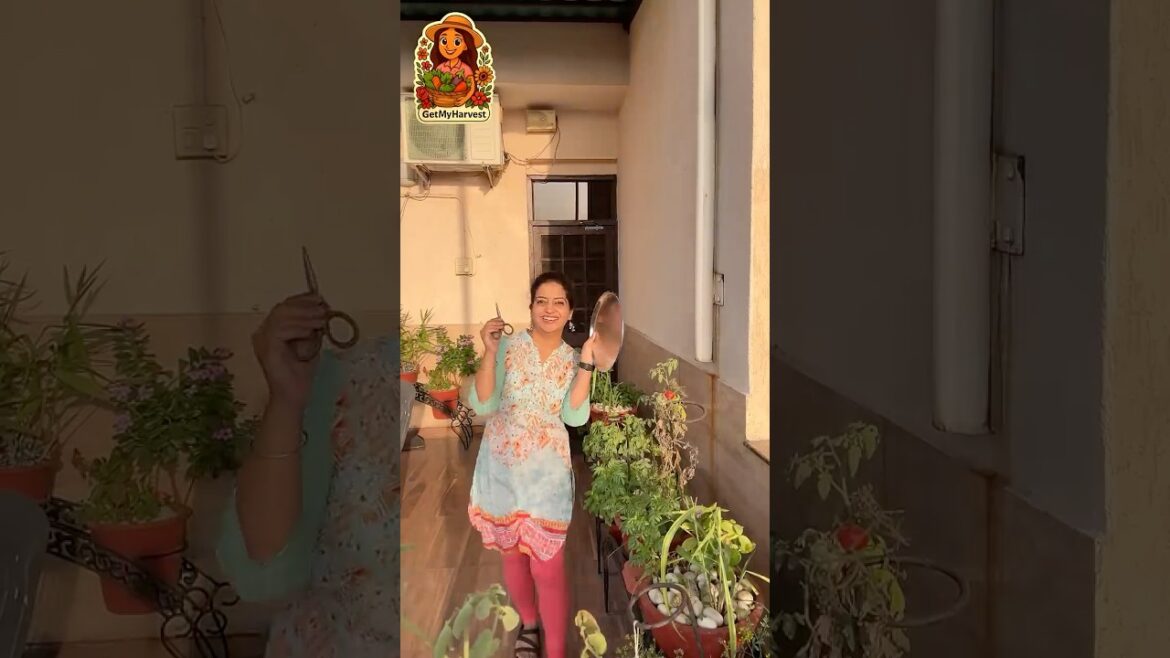 Harvesting Herbs from Balcony + Herb Butter Recipe🌿🧈 Harvesting Herbs from Balcony + Herb Butter Recipe🌿🧈