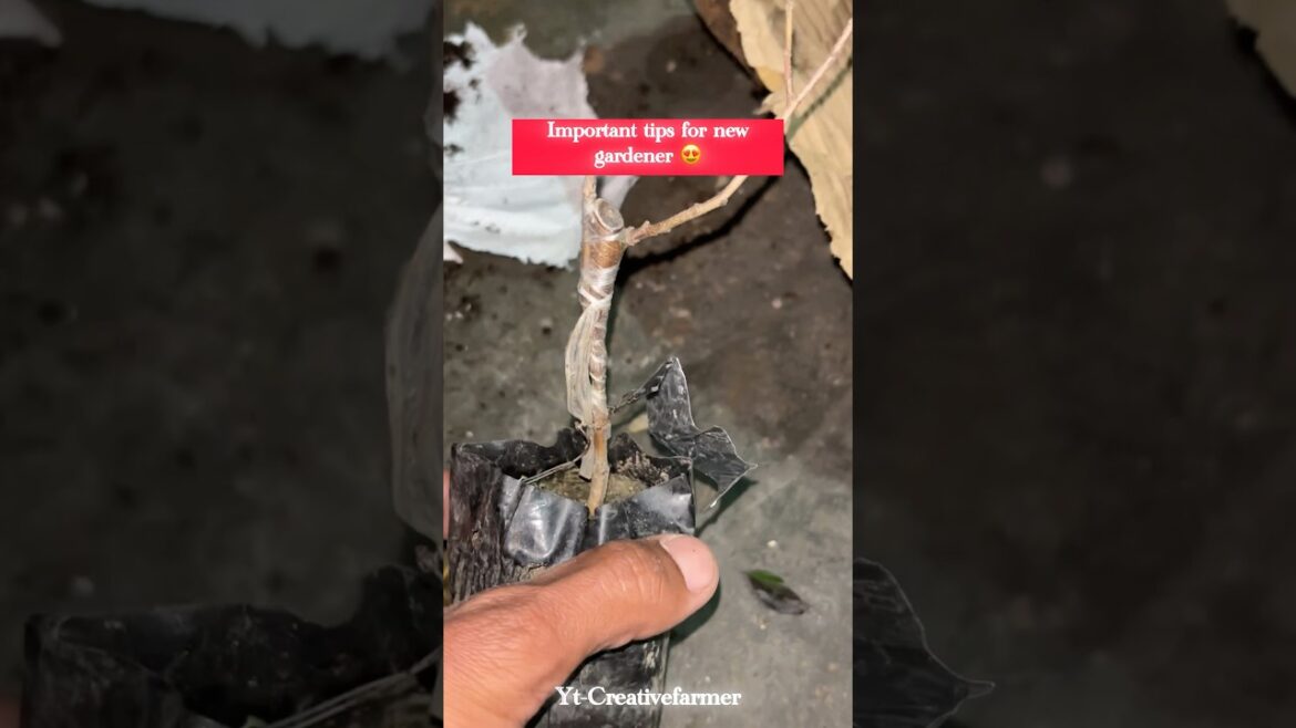 Very important tip for gardener’s 🙏🏻#newplants #growth #tips