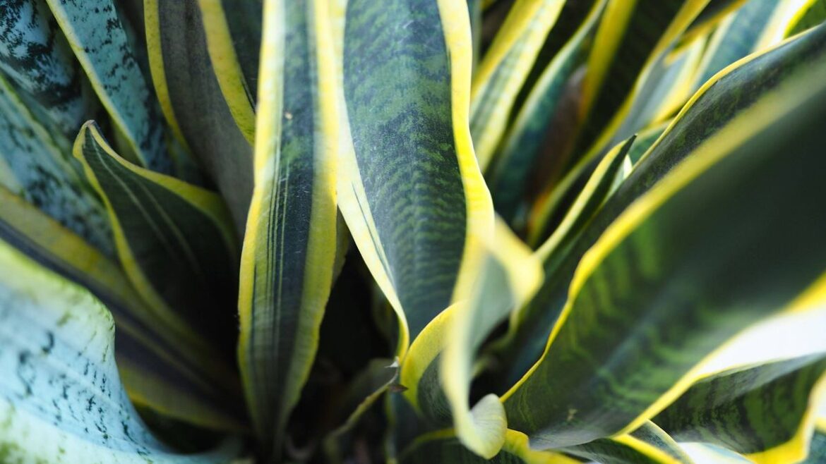 Four mould-loving houseplants to help keep bathroom mould away Daily Mirror