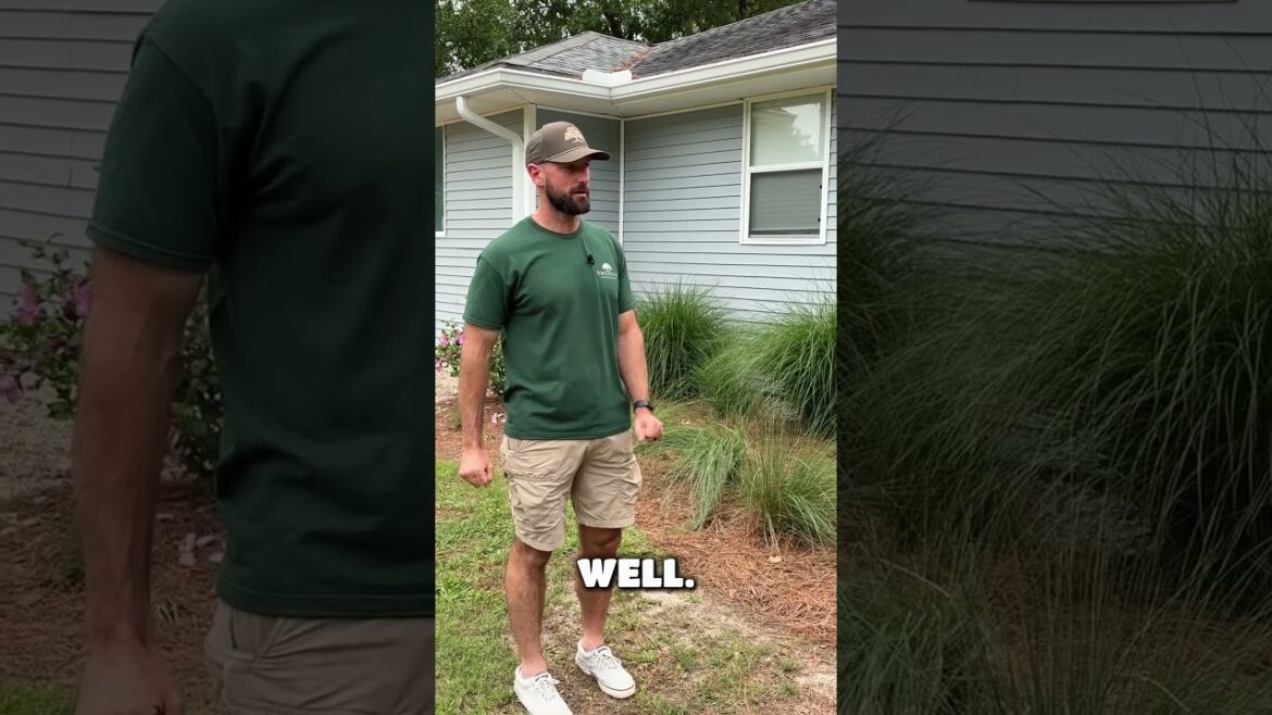 Tips & Tricks Ep. 5 | Comment questions about these plants! #landscaping #gardening #tipsandtricks